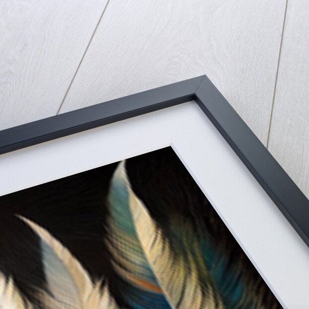 Feathers by Anonymous