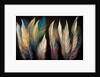 Feathers by Anonymous