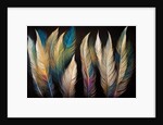 Feathers by Anonymous