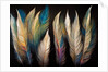 Feathers by Anonymous