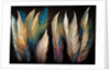 Feathers by Anonymous