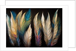 Feathers by Anonymous