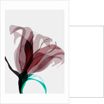 Abstract XVII by Anonymous