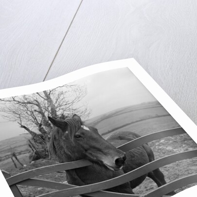 Home of Rest for Old Horses by Manx Press Pictures