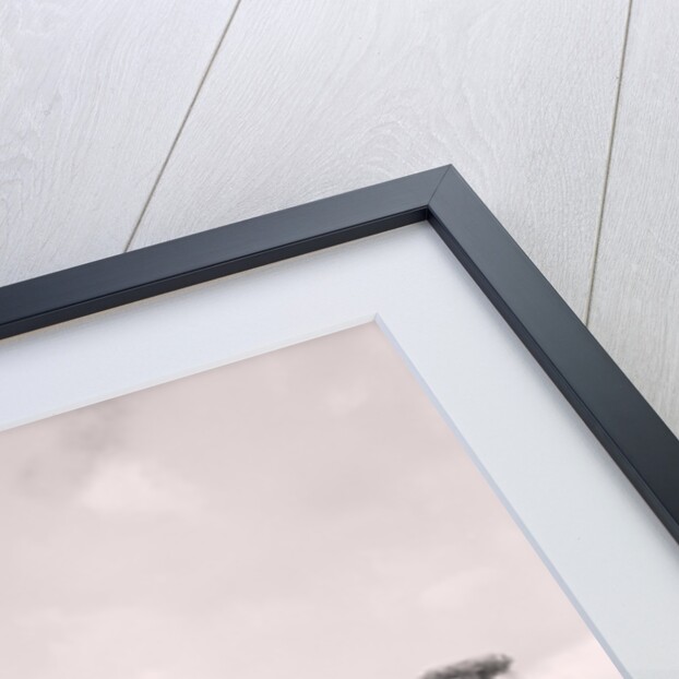 Rolo Coaster' roller coaster, Onchan Head by Manx Press Pictures