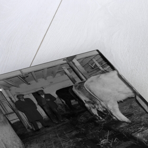 Mucking-out cows at Ballabeg by Manx Press Pictures