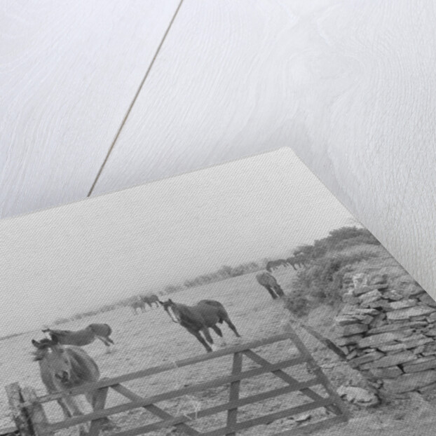 Tram horses at the Gooseneck, Isle of Man by Manx Press Pictures