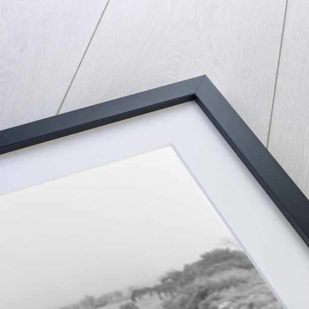 Tram horses at the Gooseneck, Isle of Man by Manx Press Pictures