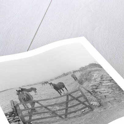 Tram horses at the Gooseneck, Isle of Man by Manx Press Pictures