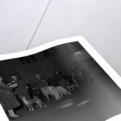 Dog show, Villa Marina, Douglas by Manx Press Pictures