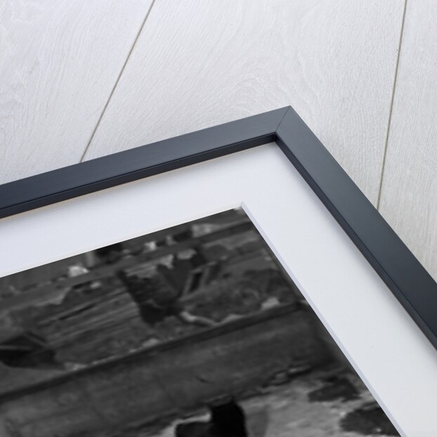 Manx cats at Knockaloe Experimental Farm by Manx Press Pictures