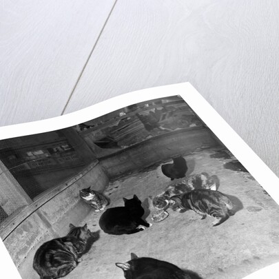 Manx cats at Knockaloe Experimental Farm by Manx Press Pictures