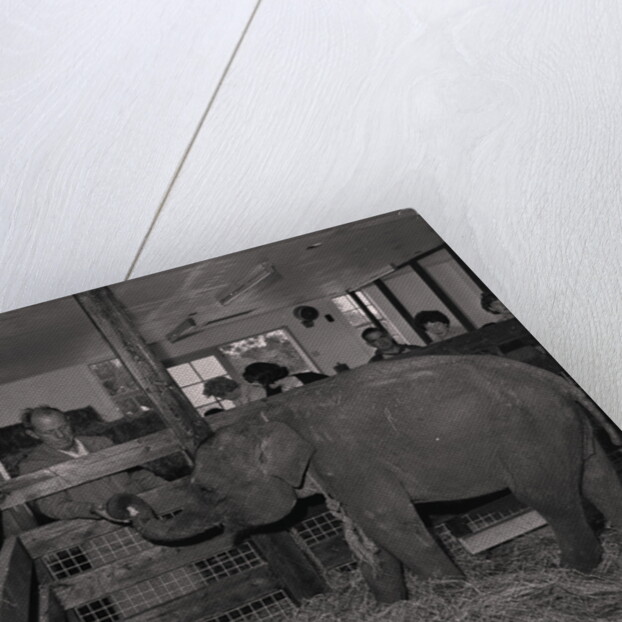 Elephant at Curraghs Wildlife Park by Manx Press Pictures