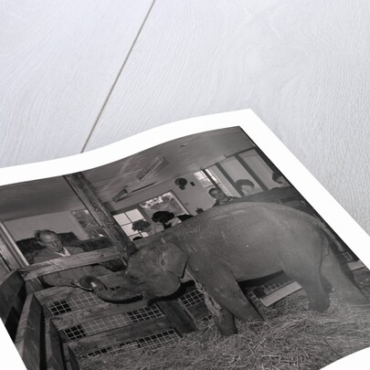 Elephant at Curraghs Wildlife Park by Manx Press Pictures