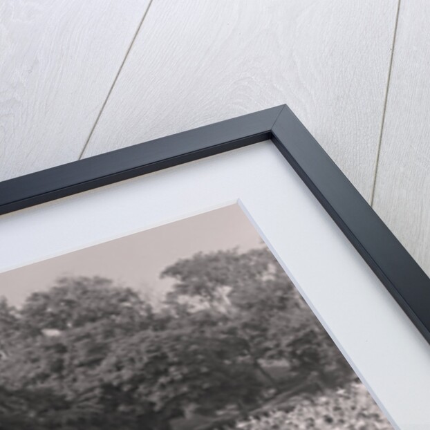 Miss Greeba by Manx Press Pictures