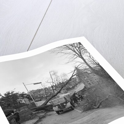 Tree down in storm, Bray Hill, Douglas by Manx Press Pictures