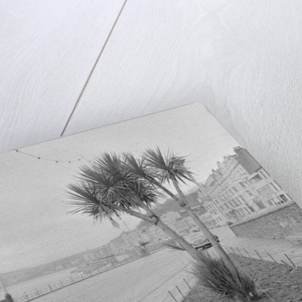 Palm tree at Derby Castle, Douglas by Manx Press Pictures