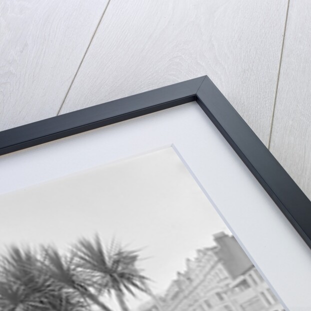 Palm tree at Derby Castle, Douglas by Manx Press Pictures