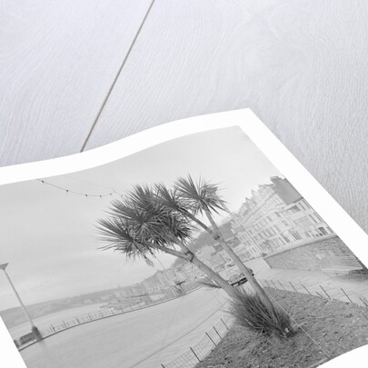 Palm tree at Derby Castle, Douglas by Manx Press Pictures