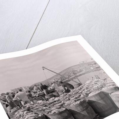 Herring being salted for export by Manx Press Pictures