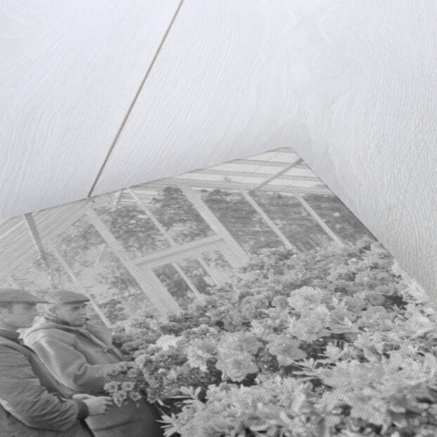 Corporation Nurseries, Ballaughton by Manx Press Pictures