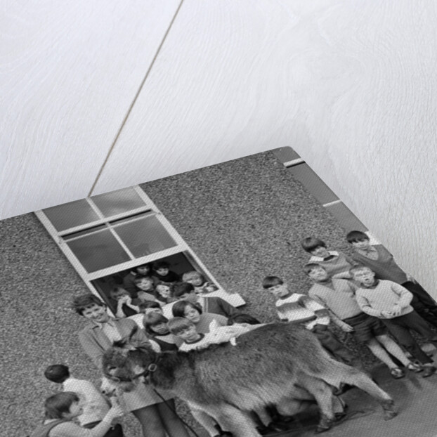 Donkey with children, Isle of Man by Manx Press Pictures