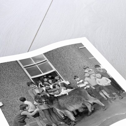 Donkey with children, Isle of Man by Manx Press Pictures