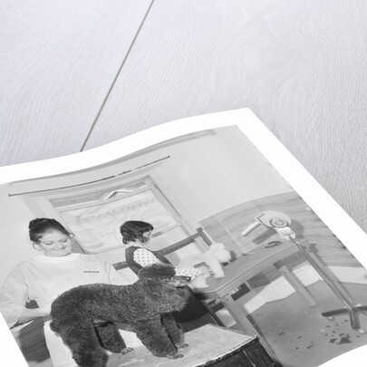 Blacks pet parlour by Manx Press Pictures