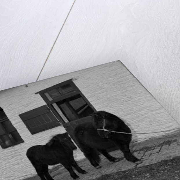 Donkeys at Horses Home, Isle of Man by Manx Press Pictures