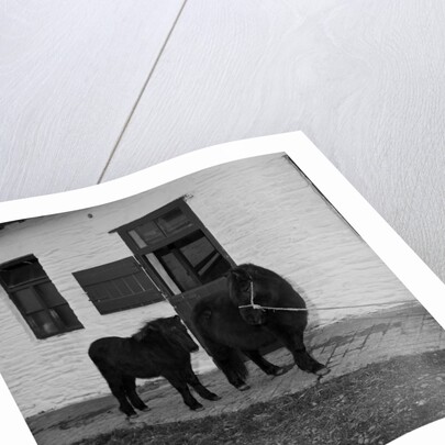 Donkeys at Horses Home, Isle of Man by Manx Press Pictures