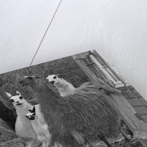 Llamas, Isle of Man Wildlife Park by Manx Press Pictures