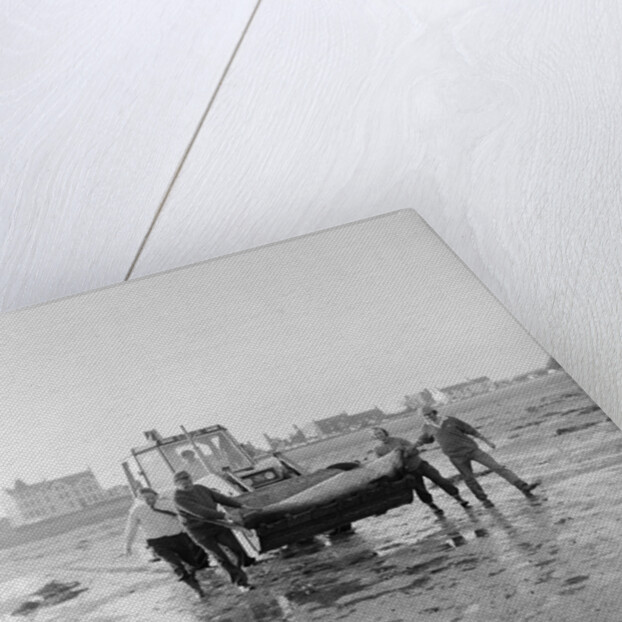 Dolphin rescue, Derbyhaven by Manx Press Pictures