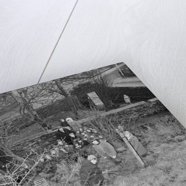 Tree planting, Manx Museum, Douglas by Manx Press Pictures