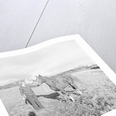 Arab Horses at Laxey and Hillberry by Manx Press Pictures