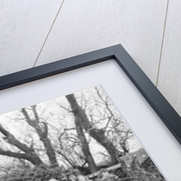 Kewaigue tree planting by Manx Press Pictures