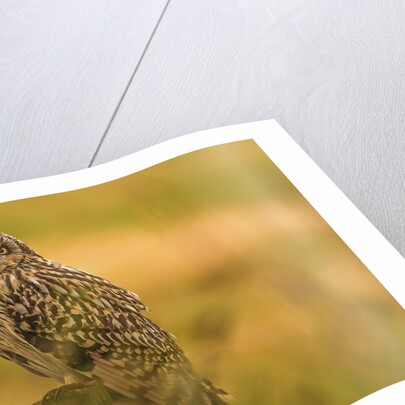 Short-eared Owl resting by Pawel Garczynski