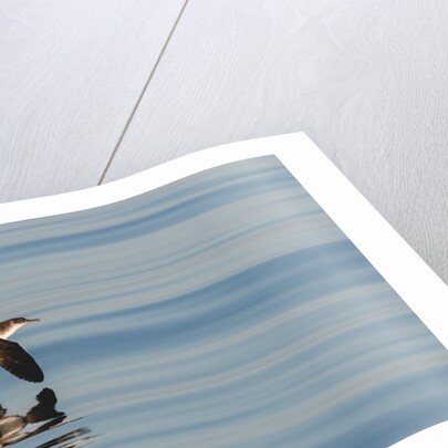 A Manx Shearwater by Lara Howe