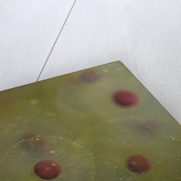 Frog spawn by Chris Hunt