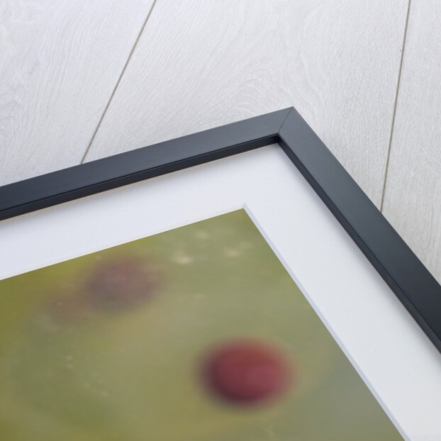 Frog spawn by Chris Hunt