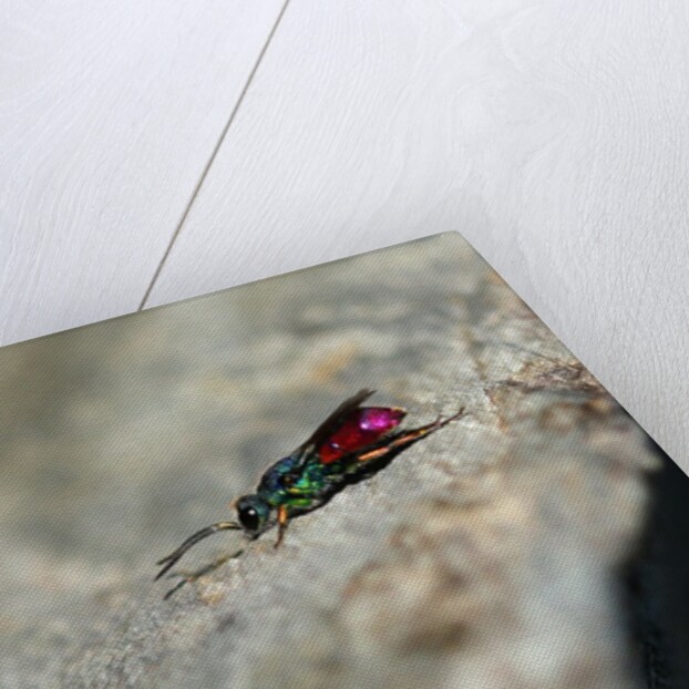 Ruby-tailed Wasp by Chris Kilpatrick