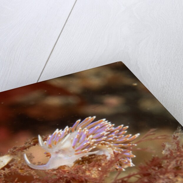 A showy sea slug by Lara Howe