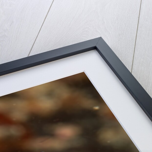 A showy sea slug by Lara Howe