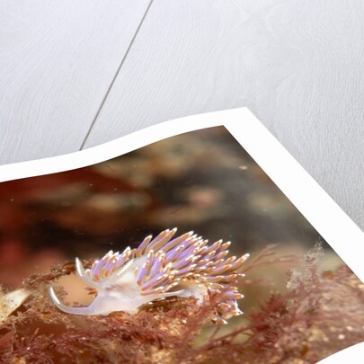 A showy sea slug by Lara Howe