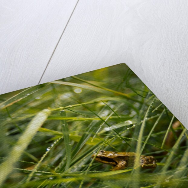 The Frog in the grass by Lewis Withington