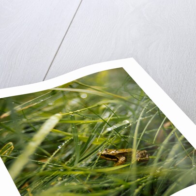 The Frog in the grass by Lewis Withington