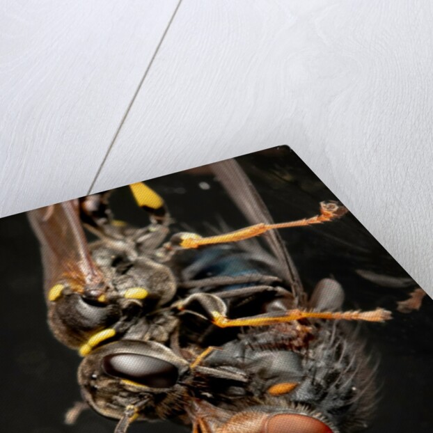 Kiss of death by Paul Quellin