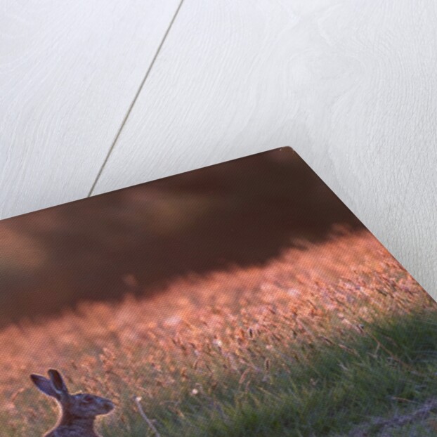 Evening in hare meadow by Paul Quellin