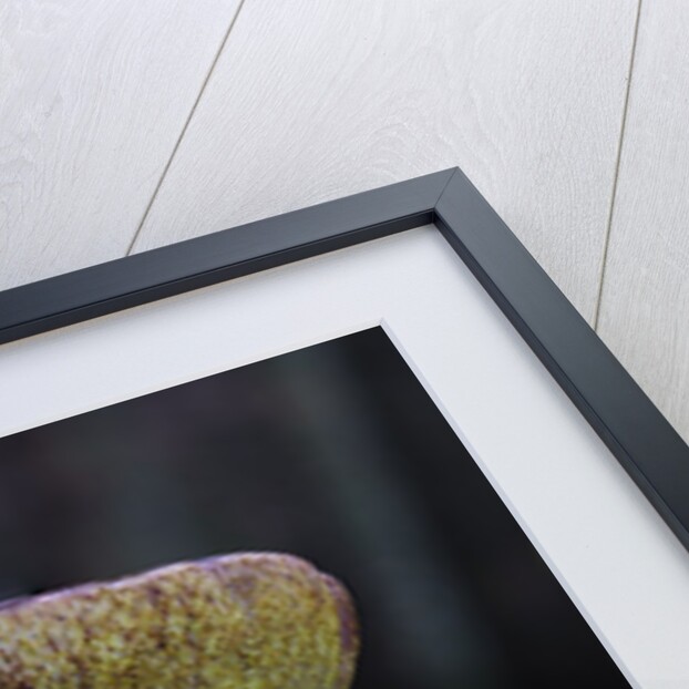 Boletus mushroom by Chris Hunt