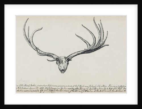 Stags Skull by Will Latham