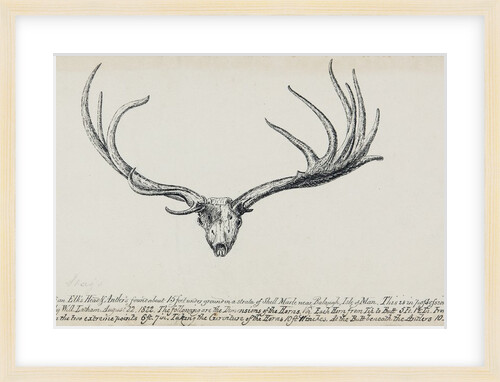 Stags Skull by Will Latham